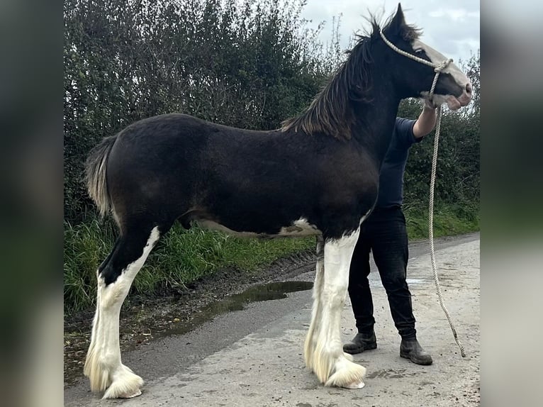 Shire / Shire Horse Stallone Puledri (04/2024) in marbury