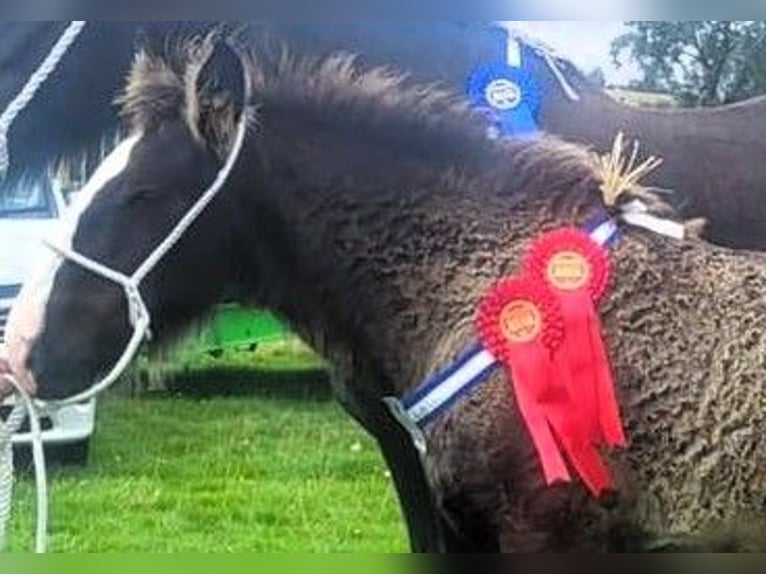 Shire / Shire Horse Stallone Puledri (05/2024) in whitegate