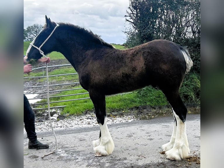 Shire / Shire Horse Stallone Puledri (05/2024) in whitegate