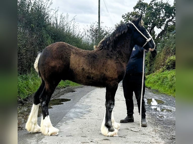 Shire / Shire Horse Stallone Puledri (05/2024) in whitegate