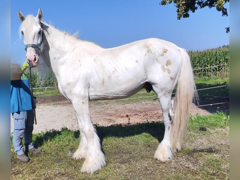 Shire Hengst 10 Jaar 193 cm Schimmel in Ried im Innkreis