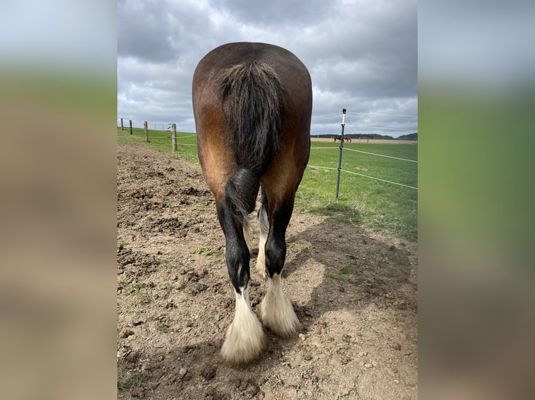 Shire Hengst 11 Jaar 187 cm Bruin in GöhrenLancken-Granitz