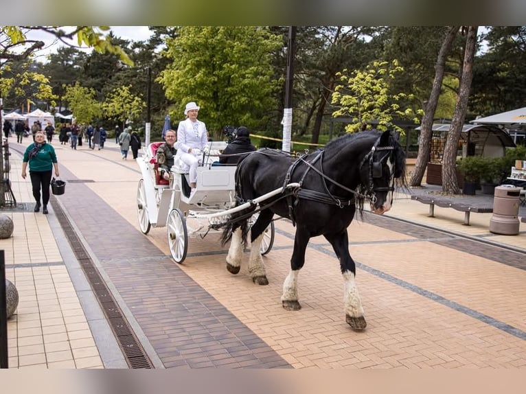 Shire Hengst 15 Jaar 190 cm Zwart in Palanga