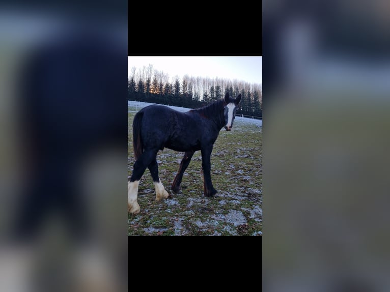 Shire Hengst 1 Jaar 160 cm kan schimmel zijn in Bad F&#xFC;ssing