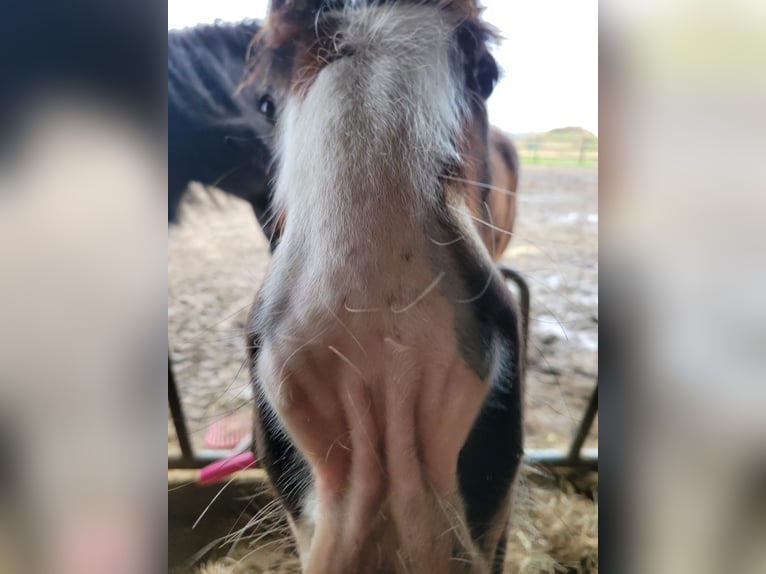 Shire Hengst 1 Jaar 180 cm Bruin in BergeBippen