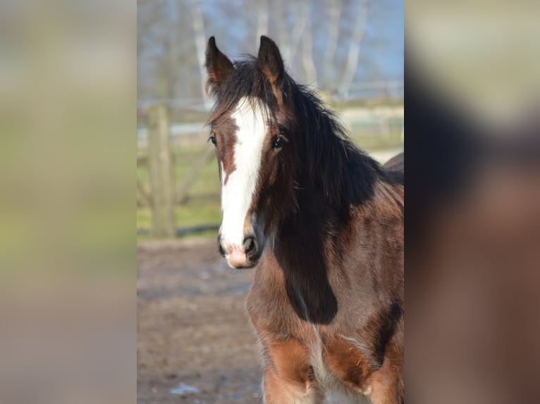 Shire Hengst 1 Jaar 180 cm Bruin in BergeBippen