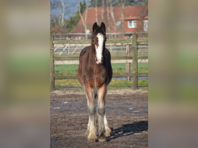 Shire Hengst 1 Jaar 180 cm Bruin in BergeBippen