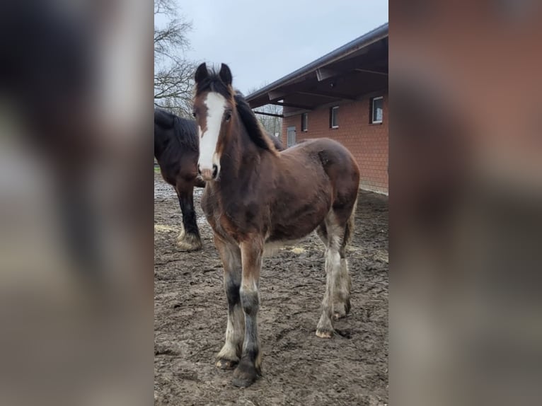 Shire Hengst 1 Jaar 180 cm Bruin in BergeBippen