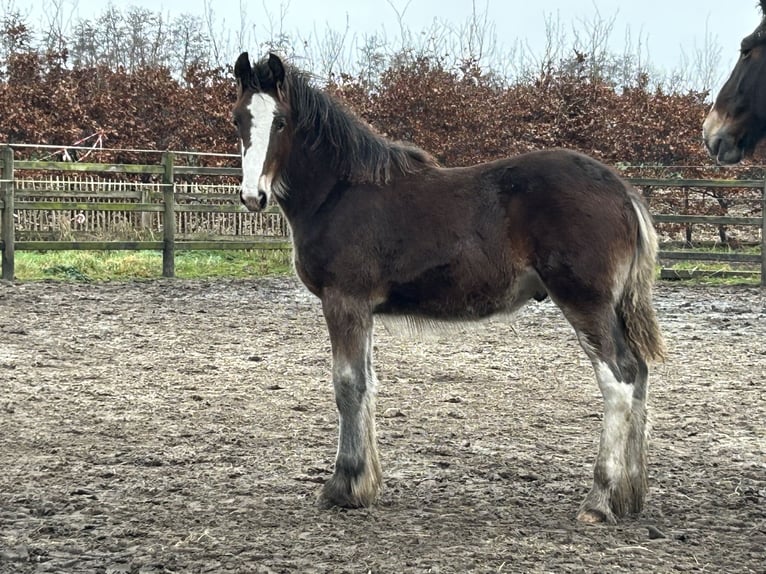 Shire Hengst 1 Jaar 180 cm Bruin in BergeBippen