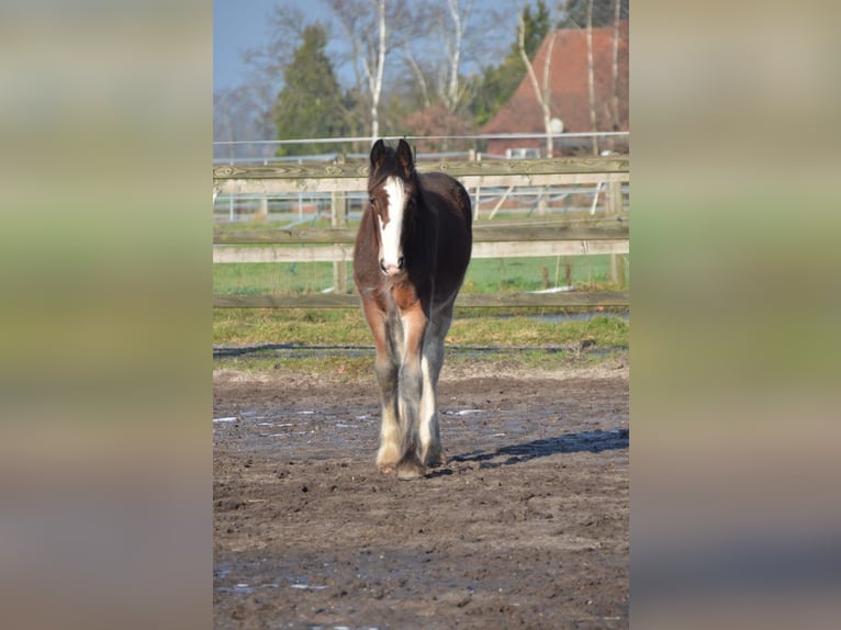 Shire Hengst 1 Jaar 180 cm Bruin in BergeBippen