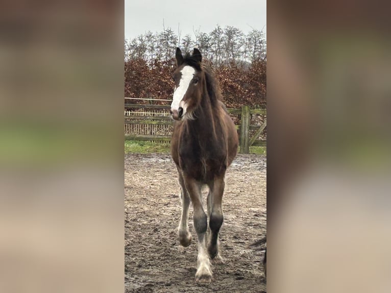 Shire Hengst 1 Jaar 180 cm Bruin in BergeBippen