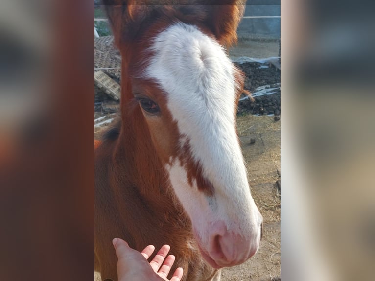 Shire Hengst 1 Jaar 180 cm Bruin in Bad Füssing