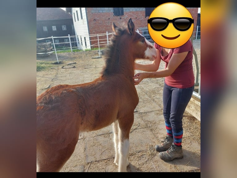 Shire Hengst 1 Jaar 180 cm Bruin in Bad Füssing