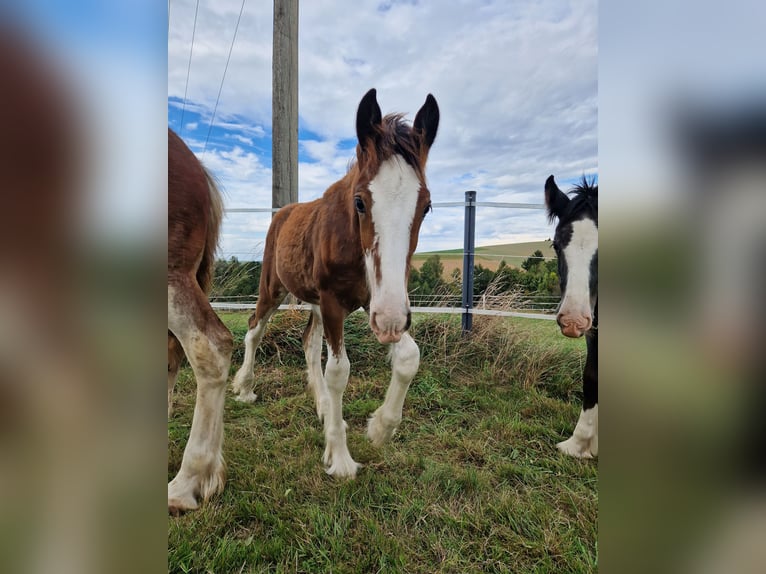 Shire Hengst 1 Jaar 180 cm Bruin in Bad Füssing