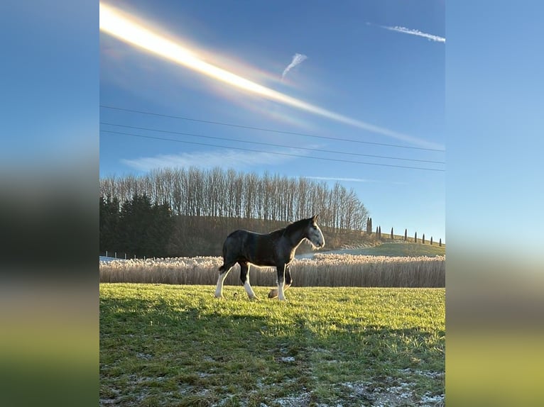 Shire Hengst 1 Jaar 180 cm Schimmel in Ried im Innkreis