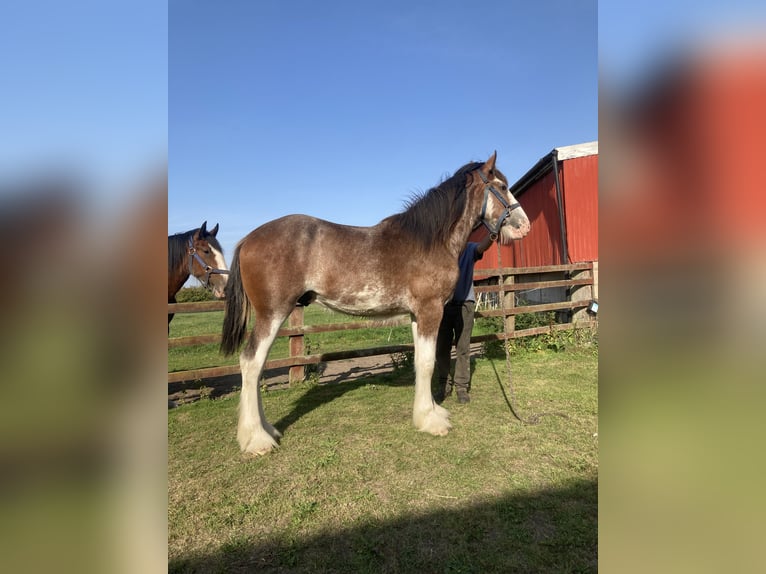 Shire Hengst 1 Jaar 183 cm Roan-Red in York