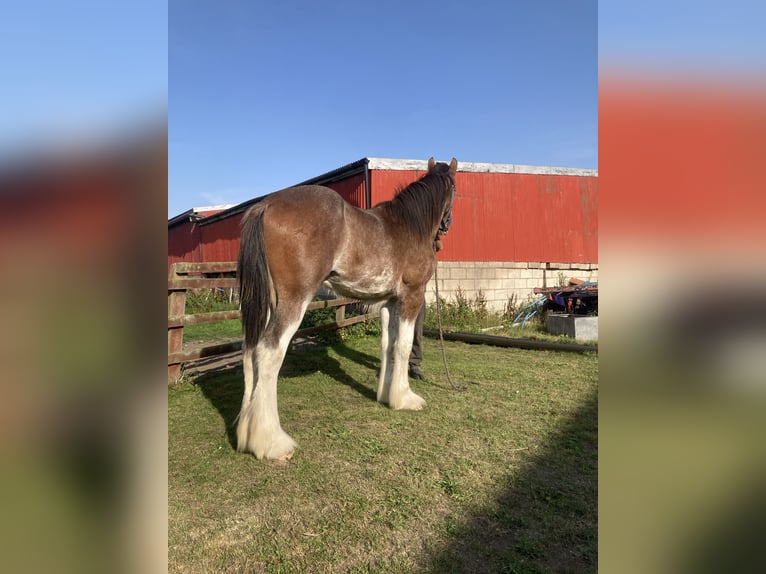 Shire Hengst 1 Jaar 183 cm Roan-Red in York