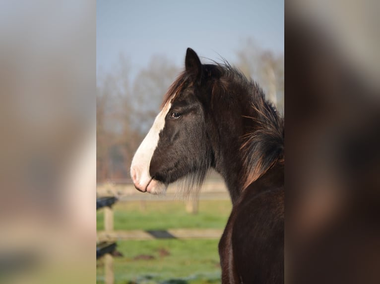 Shire Hengst 1 Jaar 185 cm Zwart in BergeBippen