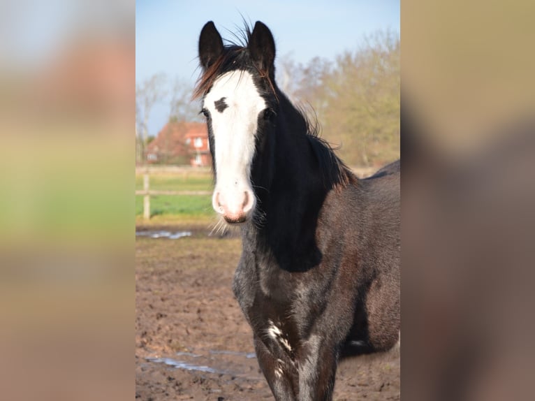 Shire Hengst 1 Jaar 185 cm Zwart in BergeBippen