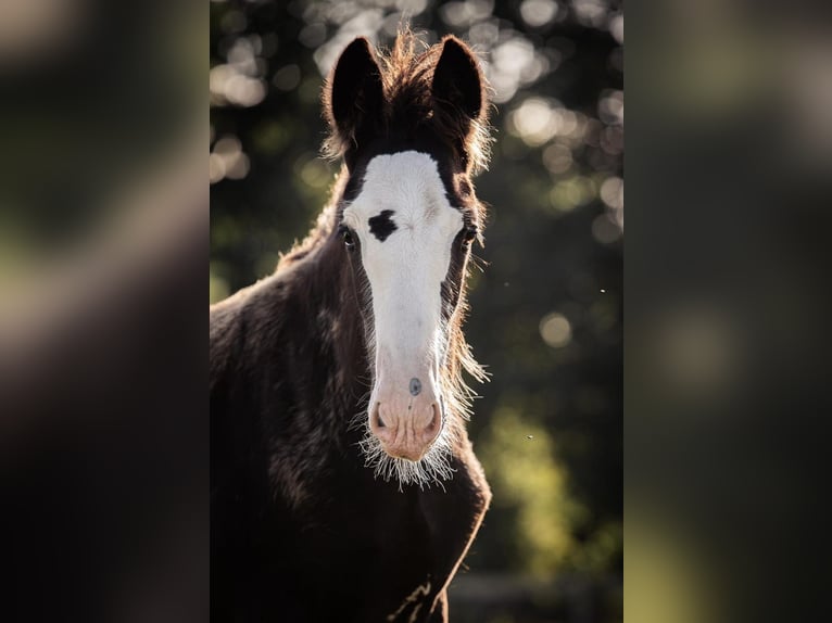 Shire Hengst 1 Jaar 185 cm Zwart in BergeBippen