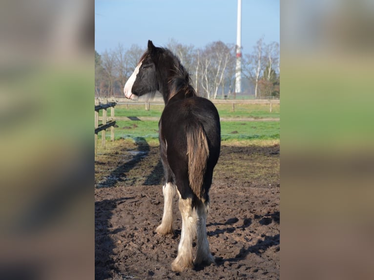 Shire Hengst 1 Jaar 185 cm Zwart in BergeBippen