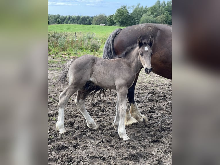 Shire Hengst 1 Jaar 190 cm Zwart in Lekeryd