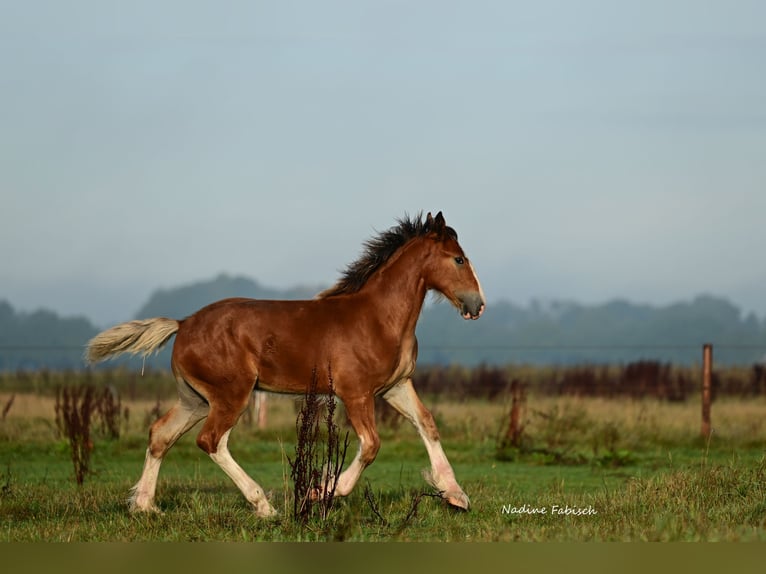 Shire Hengst 1 Jaar Bruin in Witteveen