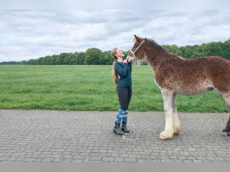 Shire Hengst 1 Jaar Bruin in Friedeburg