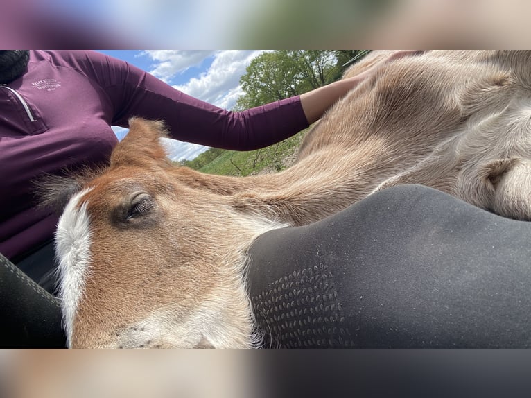 Shire Hengst 1 Jaar Bruin in Friedeburg