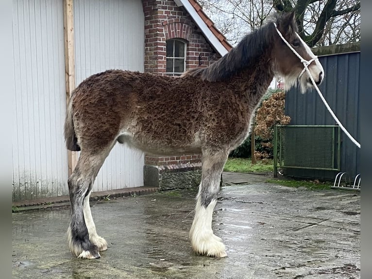 Shire Hengst 1 Jaar Bruin in Friedeburg