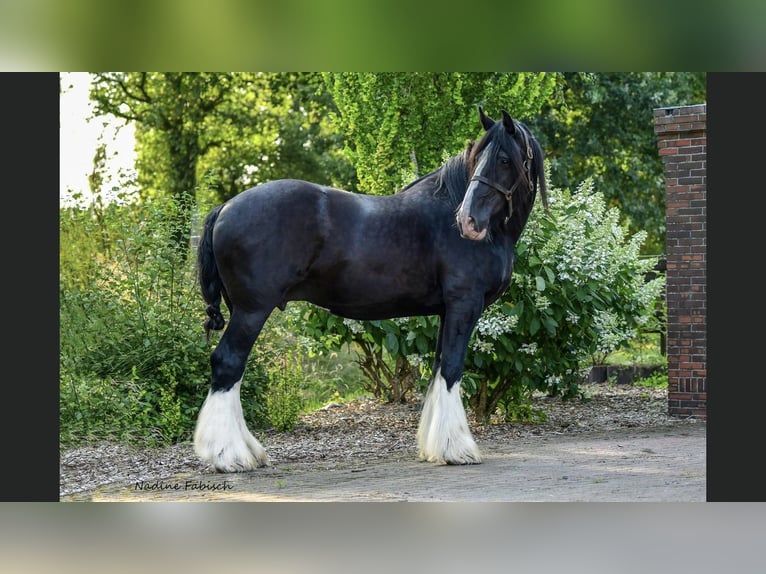 Shire Hengst 1 Jaar Bruin in Friedeburg