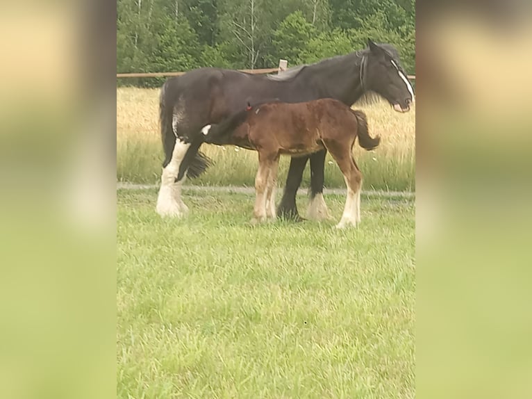 Shire Hengst 1 Jaar Zwart in Jedlnia-Letnisko