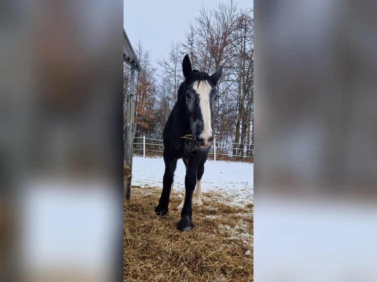 Shire Hengst 2 Jaar 160 cm kan schimmel zijn in Ried im Innkreis