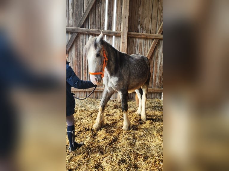 Shire Hengst 2 Jaar 172 cm Schimmel in Ried im Innkreis