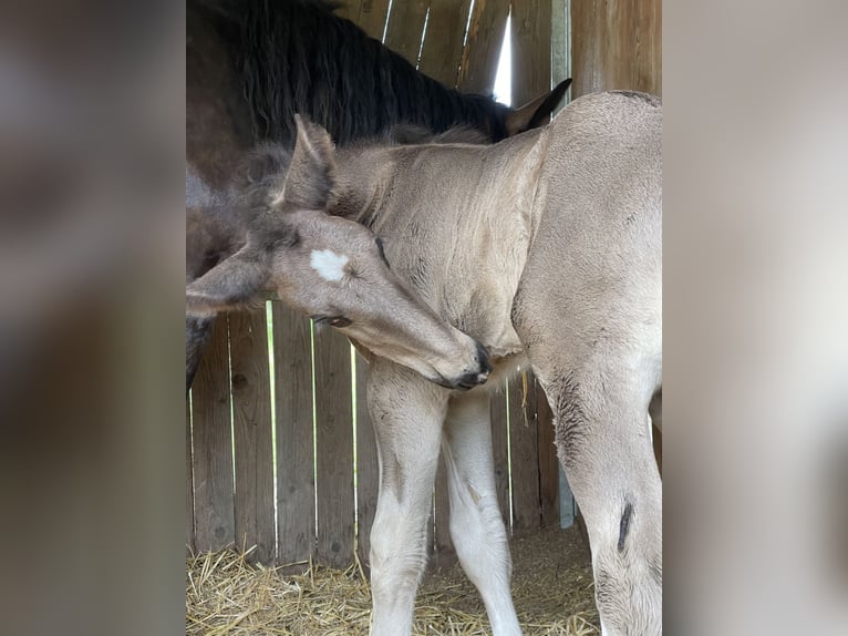 Shire Hengst 2 Jaar 175 cm Zwart in Lekeryd