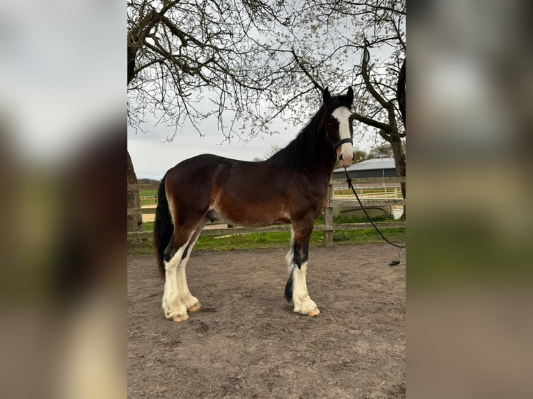 Shire Hengst 2 Jaar 177 cm Zwartbruin in Viersen