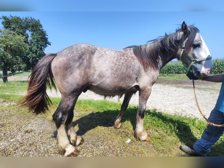 Shire Hengst 2 Jaar 180 cm Schimmel in Ried im Innkreis