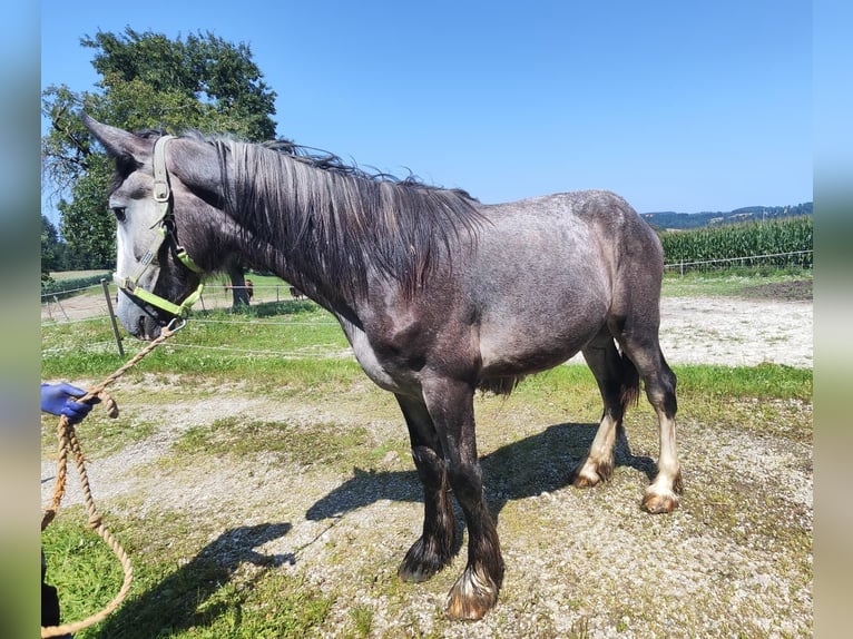 Shire Hengst 2 Jaar 180 cm Schimmel in Ried im Innkreis