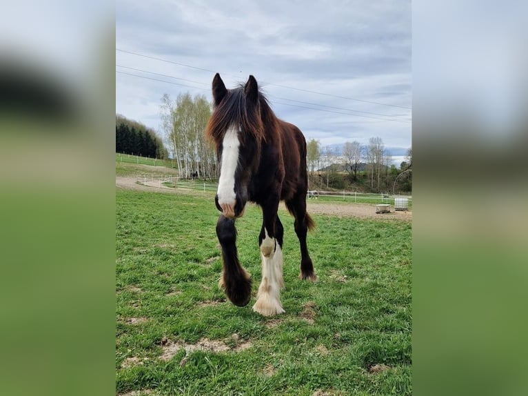 Shire Hengst 2 Jaar 185 cm Bruin in Ried im Innkreis