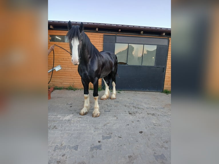 Shire Hengst 3 Jaar 190 cm Gevlekt-paard in Siedlce