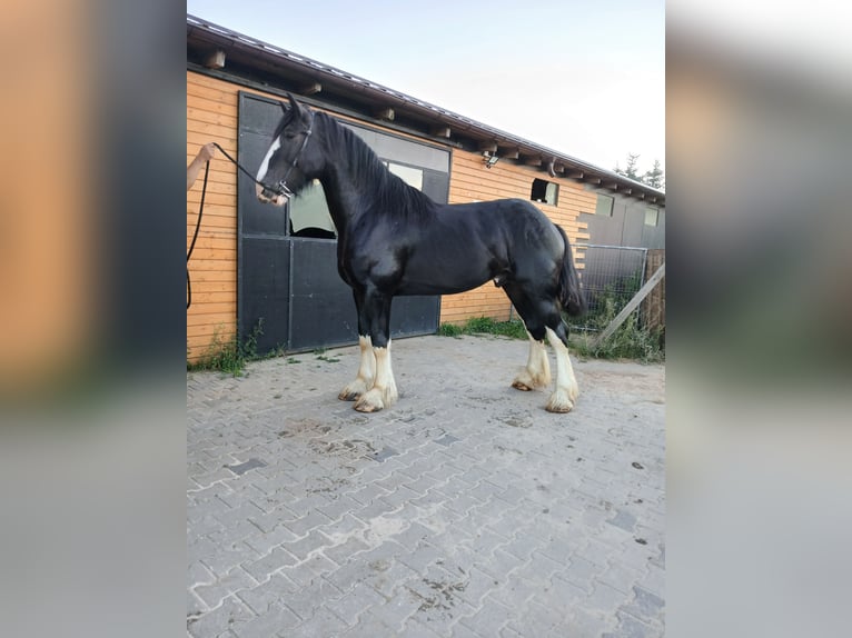 Shire Hengst 3 Jaar 190 cm Gevlekt-paard in Siedlce