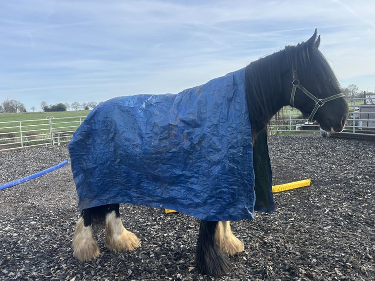 Shire Hengst 5 Jaar 180 cm Zwart in Aachen