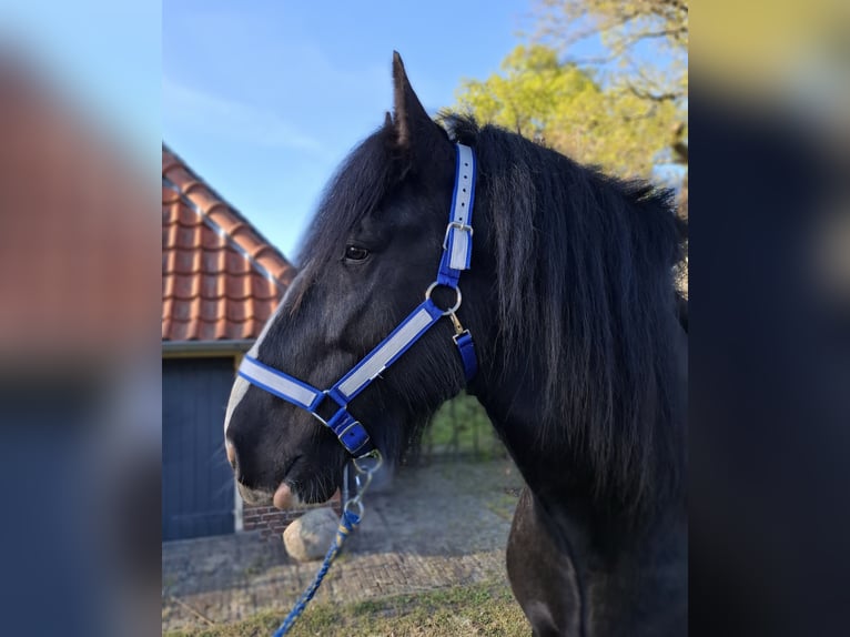 Shire Hengst 6 Jaar 184 cm Zwart in Markelo