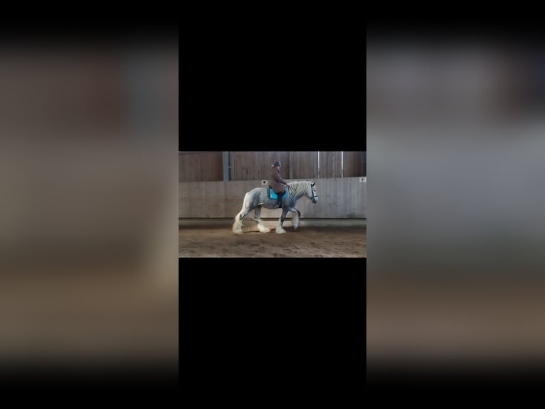 Shire Hengst 6 Jaar 185 cm kan schimmel zijn in Ried im Innkreis