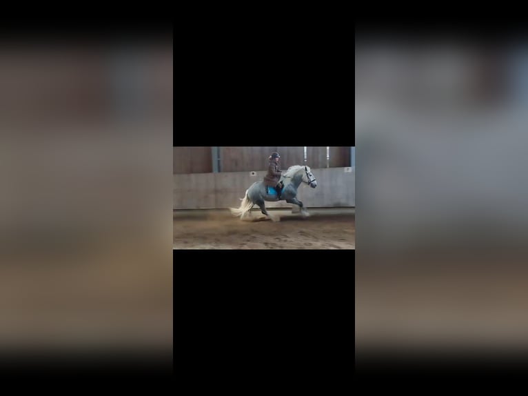 Shire Hengst 6 Jaar 185 cm kan schimmel zijn in Ried im Innkreis