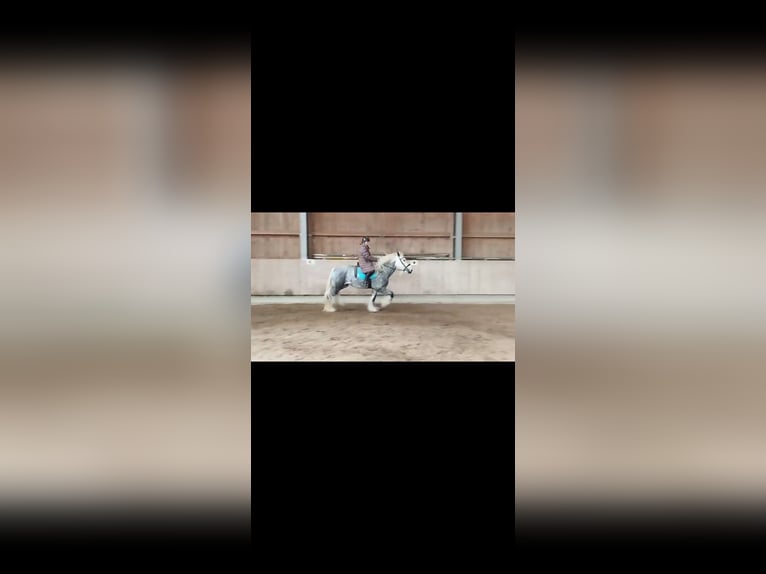 Shire Hengst 6 Jaar 185 cm kan schimmel zijn in Ried im Innkreis