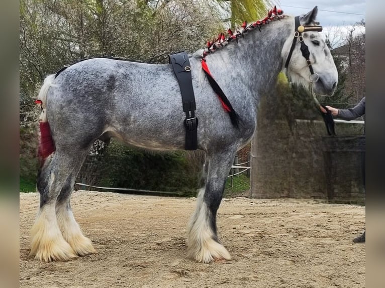 Shire Hengst 6 Jaar 185 cm kan schimmel zijn in Ried im Innkreis