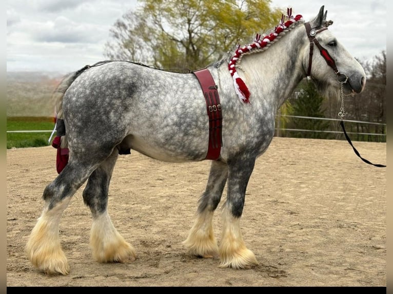 Shire Hengst 6 Jaar 188 cm Schimmel in Bad Füssing