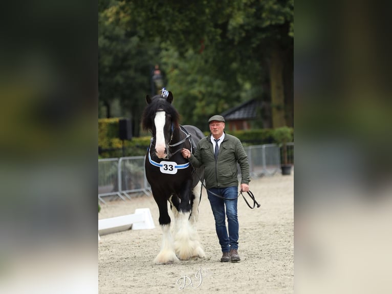 Shire Hengst 7 Jaar 180 cm Zwart in Sint laureins