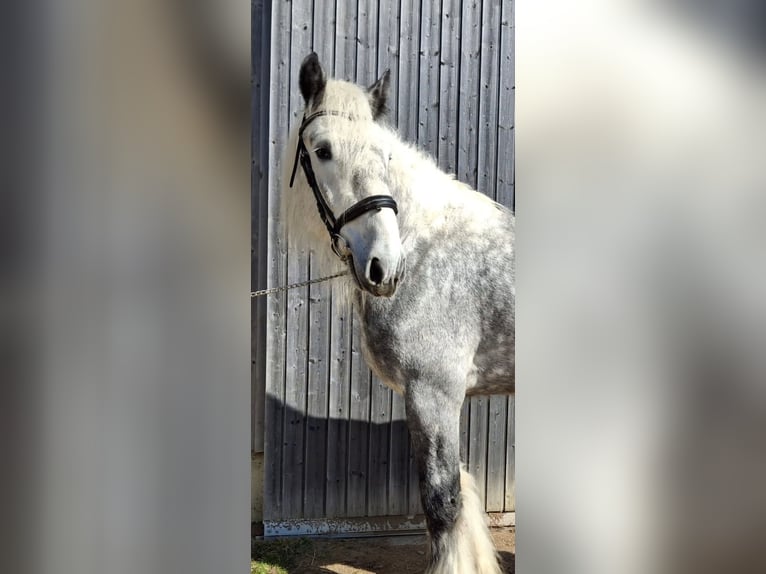 Shire Hengst 7 Jaar 185 cm kan schimmel zijn in Ried im Innkreis